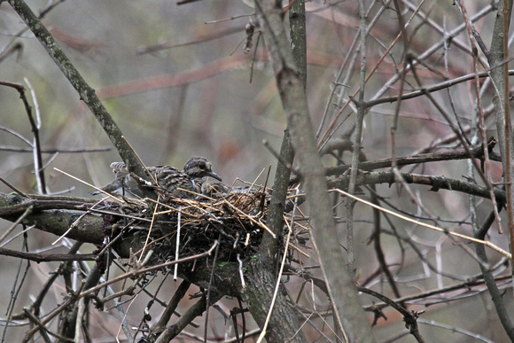 Mourning Dove Nest