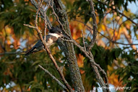 Kingfisher - Female