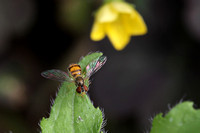 Hoverfly (Toxomerus marginatus)