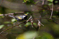 Golden-wing Warbler