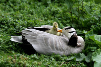 Bar-headed Goose with Hybrid Gosling