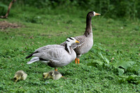 Bar-headed /Greater White-fronted Goose Family