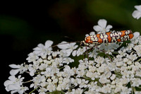 Urquhart Butterfly Garden