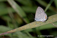 Eastern-tailed Blue Butterfly