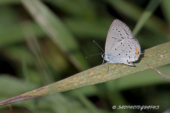 Eastern-tailed Blue Butterfly