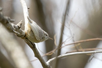 Leucistic Red-breasted Nuthatch