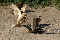 Leucistic Sparrow