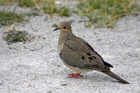 Doves/Pigeons
