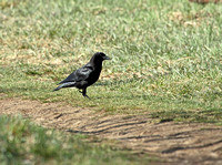 Crows/Ravens