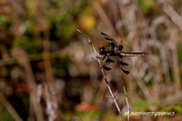 12 Spotted Skimmer Dragonfly