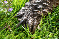 Snapping Turtle Foot