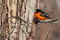 Baltimore Oriole