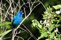 Indigo Bunting