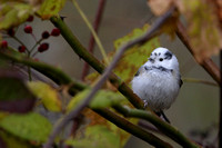 Leucistic Black-capped Chickadee