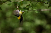 Blue-winged Warbler