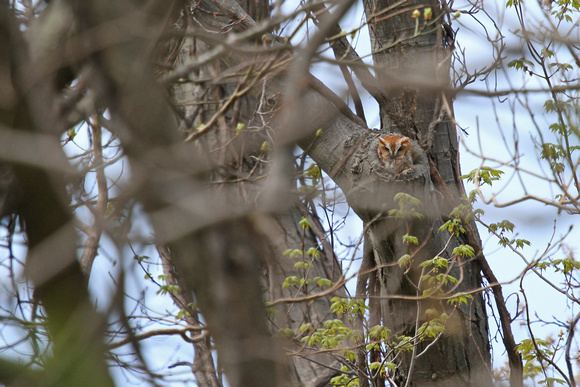 Screech Owl (Red Morph)
