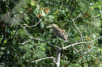 Black-crowned Night Heron  - Juvenile