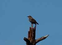 European Starling