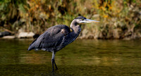 Herons