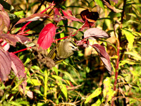 Golden-crowned Kinglet