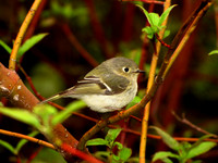 Ruby-crowned Kinglet