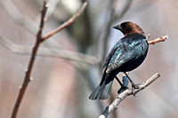 Brown-headed Cowbird