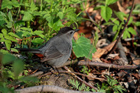 Grey Catbird