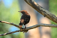 European Starling