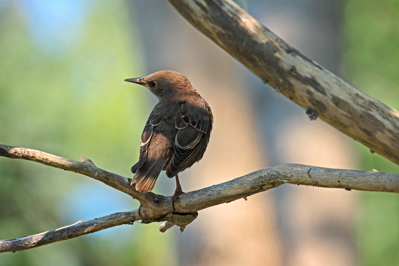 European Starling