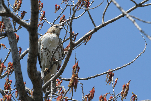 Red-tailed Hawk (Pale Morph)