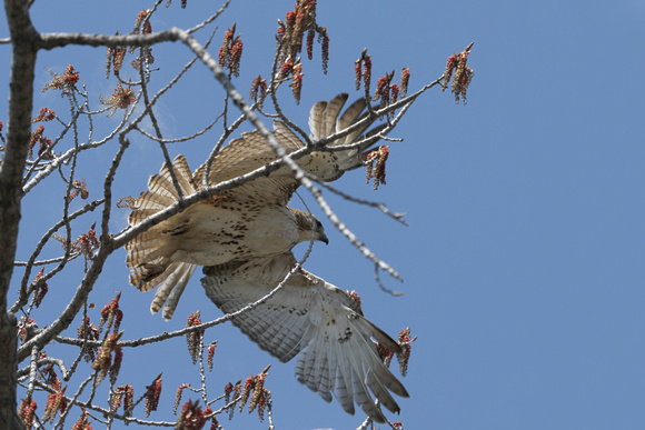 Red-tailed Hawk (Pale Morph)