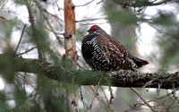 Ruffed Grouse