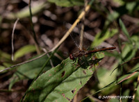 4-Spotted Dragonfly
