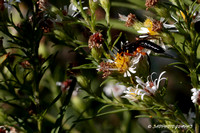 Black Slip Wasp