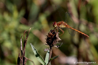 Autumn Meadowhawk Dragonfly