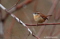 Carolina Wren