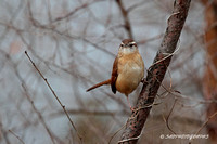 Carolina Wren