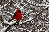 Northern Cardinal