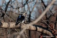 Downy Woodpecker