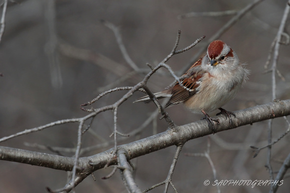 American Tree Sparrow