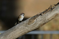 Eurasian Tree Sparrow