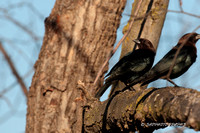 Brown-headed Cowbird