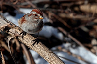 American Tree Sparrow