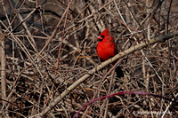 Northern Cardinal