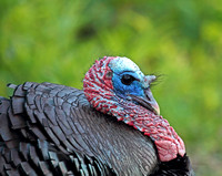 Wild Turkey