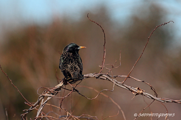 European Starling