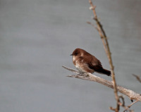 Bank Swallow