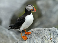 Puffins