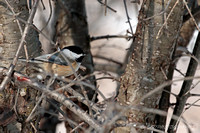 Black-capped Chickadee