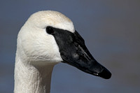 Swans